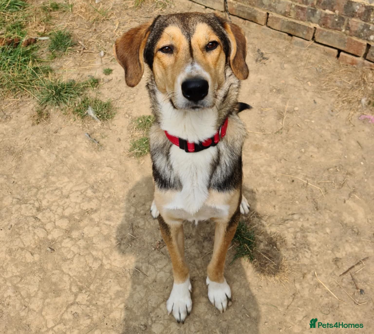 Mixed Breed dogs Sylvester is looking for a home with another dog  - Advert 9