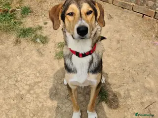 Mixed Breed dogs Sylvester is looking for a home with another dog - Advert 17