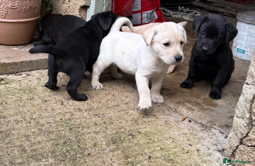 Labrador Retriever dogs for sale: Gorgeous litter of working labradors in Chipping Norton - Advert 2