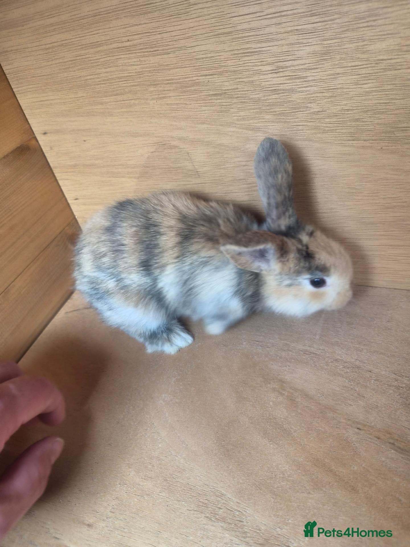 Continental Giant rabbits 🐰 GIANT CONTINENTAL RABBITS FOR SALE 🐰 - Advert 2