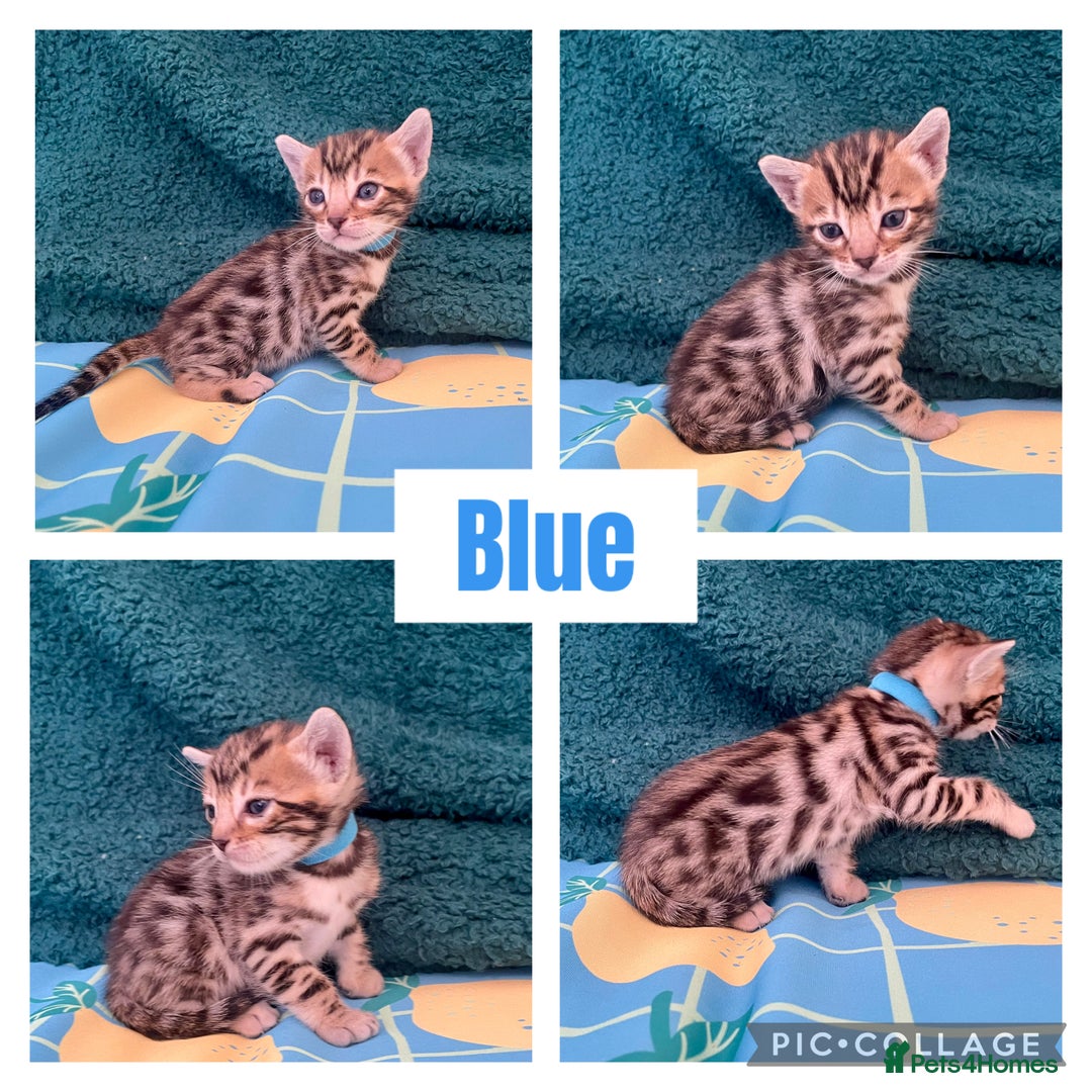 Bengal cats for sale: Beautiful Bengal Kittens  - Image 1