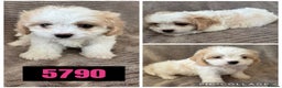 Cavachon dogs for sale: CAVACHON F1 PUPS DNA CLEAR - Advert 3