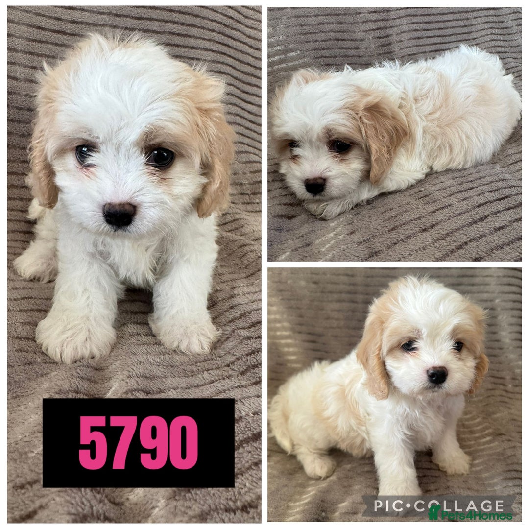 Cavachon dogs for sale: CAVACHON F1 PUPS DNA CLEAR - Advert 3