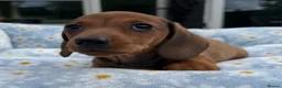 Miniature Dachshund dogs for sale: Miniature dachshund puppies 🐶 READY NOW - Advert 14