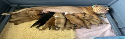 Olde English Bulldogge dogs for sale: Champion, Health Tested Parents, OEB puppies in Normanton - Advert 13