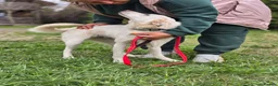 Mixed Breed dogs for adoption: ❤️BELLA❤️ Full of Love, Joy and Life - Advert 4