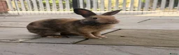 Mixed Breed rabbits for sale: Bramble  - Advert 1