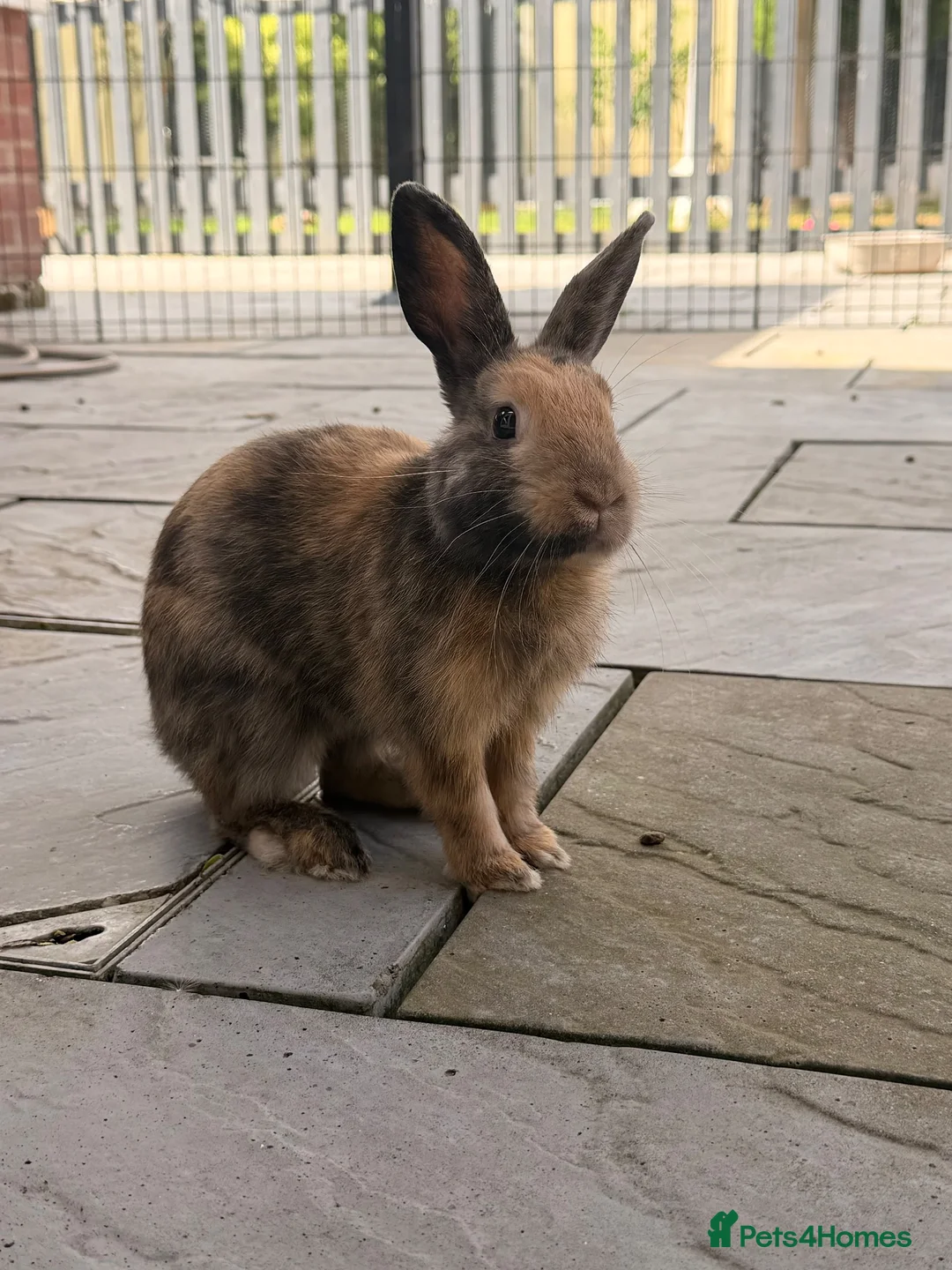 Mixed Breed rabbits for sale: Bramble  - Advert 1