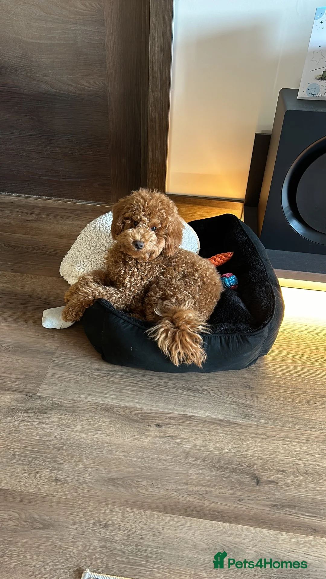 Toy Poodle dogs for stud: Toy poodle stud in Uxbridge - Advert 2