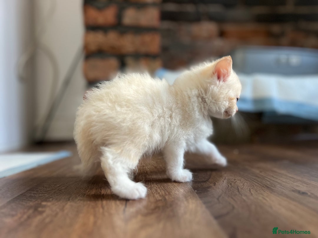 Mixed Breed cats for sale: Beautiful fluffy kittens  - Image 3