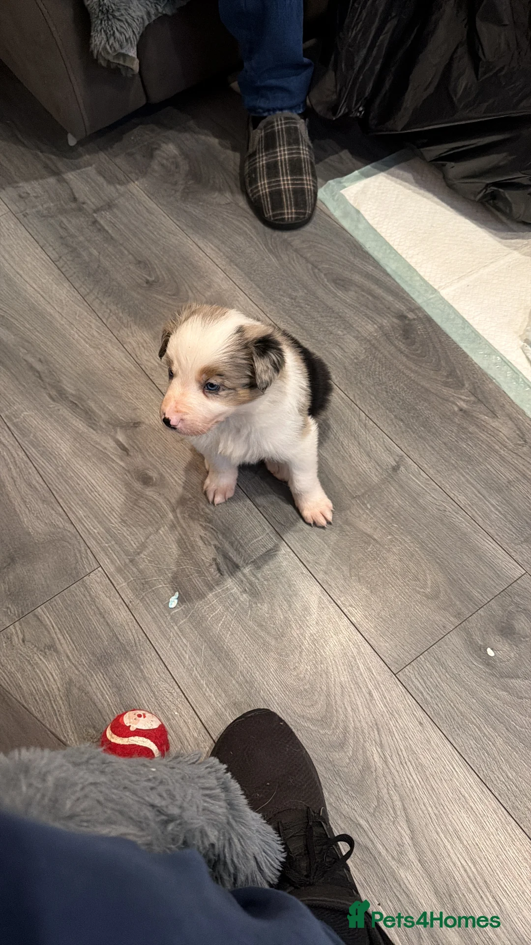 Mixed Breed dogs for sale: Stunning Border Collie Cross Puppies Family Raised - Advert 16