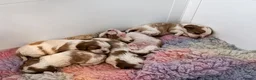 Cavalier King Charles Spaniel dogs for sale: Stunning CKCS Male Puppy from healthy parents - Advert 3