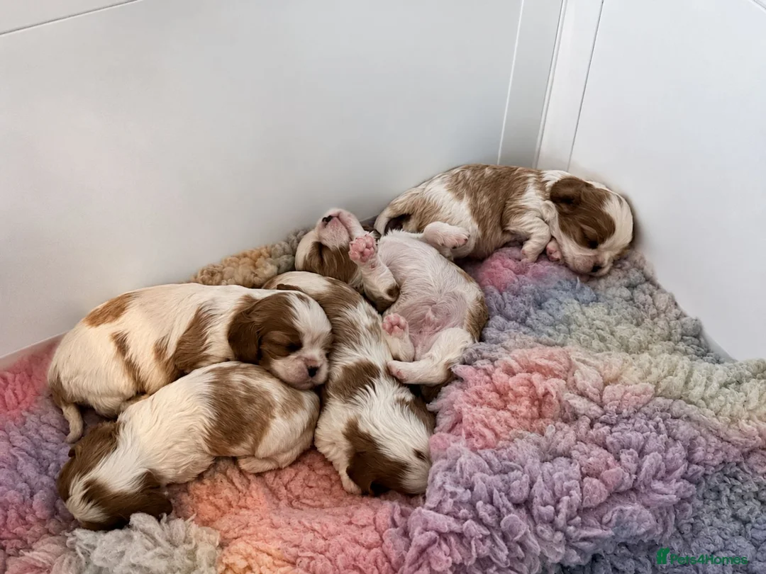 Cavalier King Charles Spaniel dogs for sale: Stunning CKCS Male Puppy from healthy parents - Advert 3