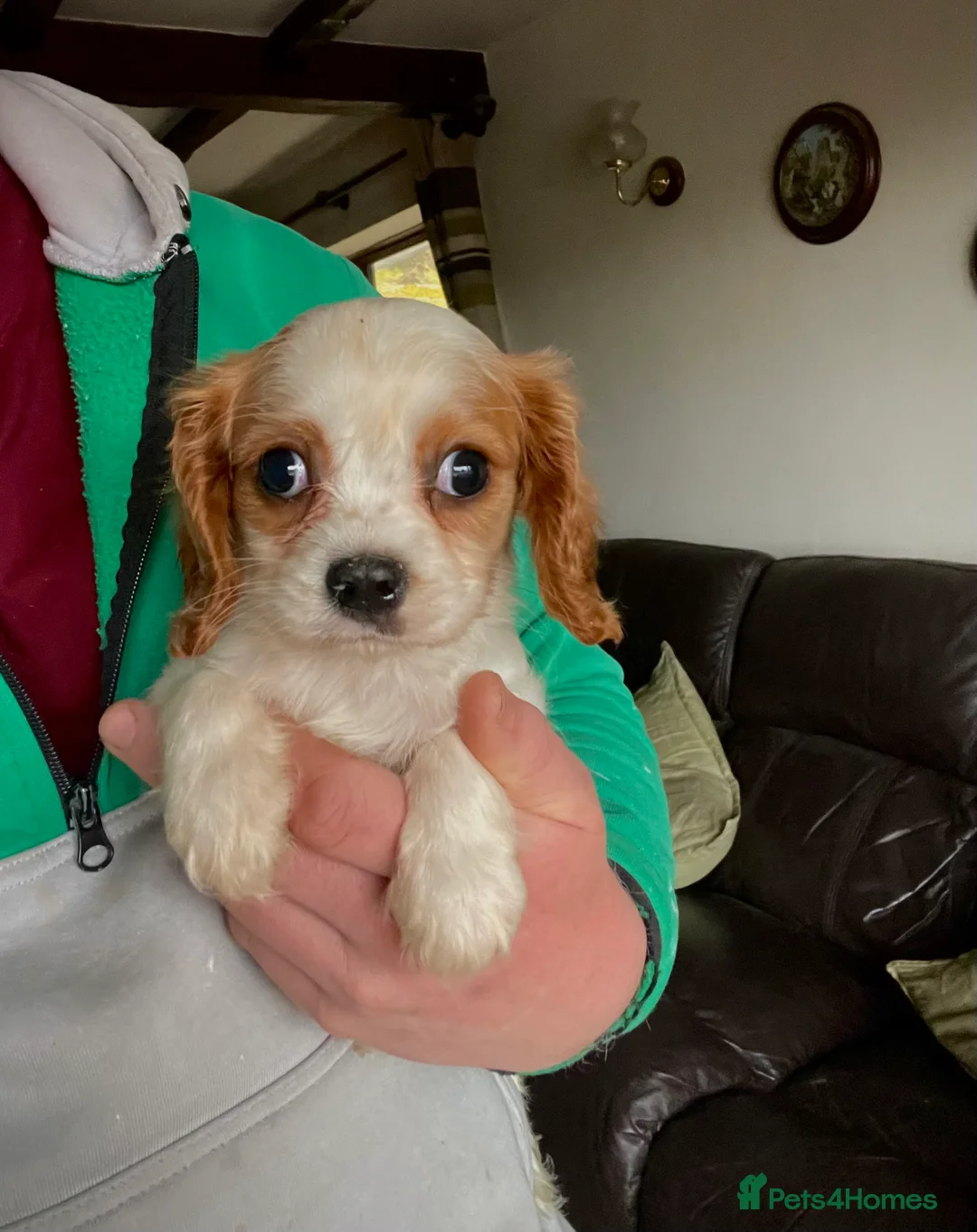 Cavalier King Charles Spaniel dogs for sale: ⭐️ Cavalier King Charles puppies ⭐️ - Advert 5