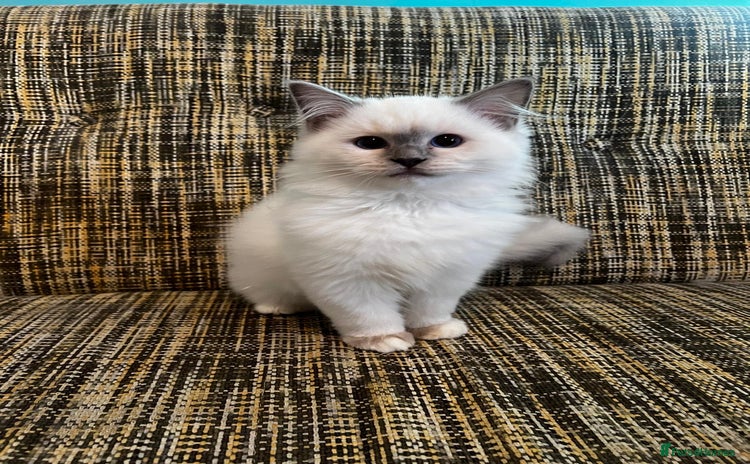 Ragdoll cats - Advert 1