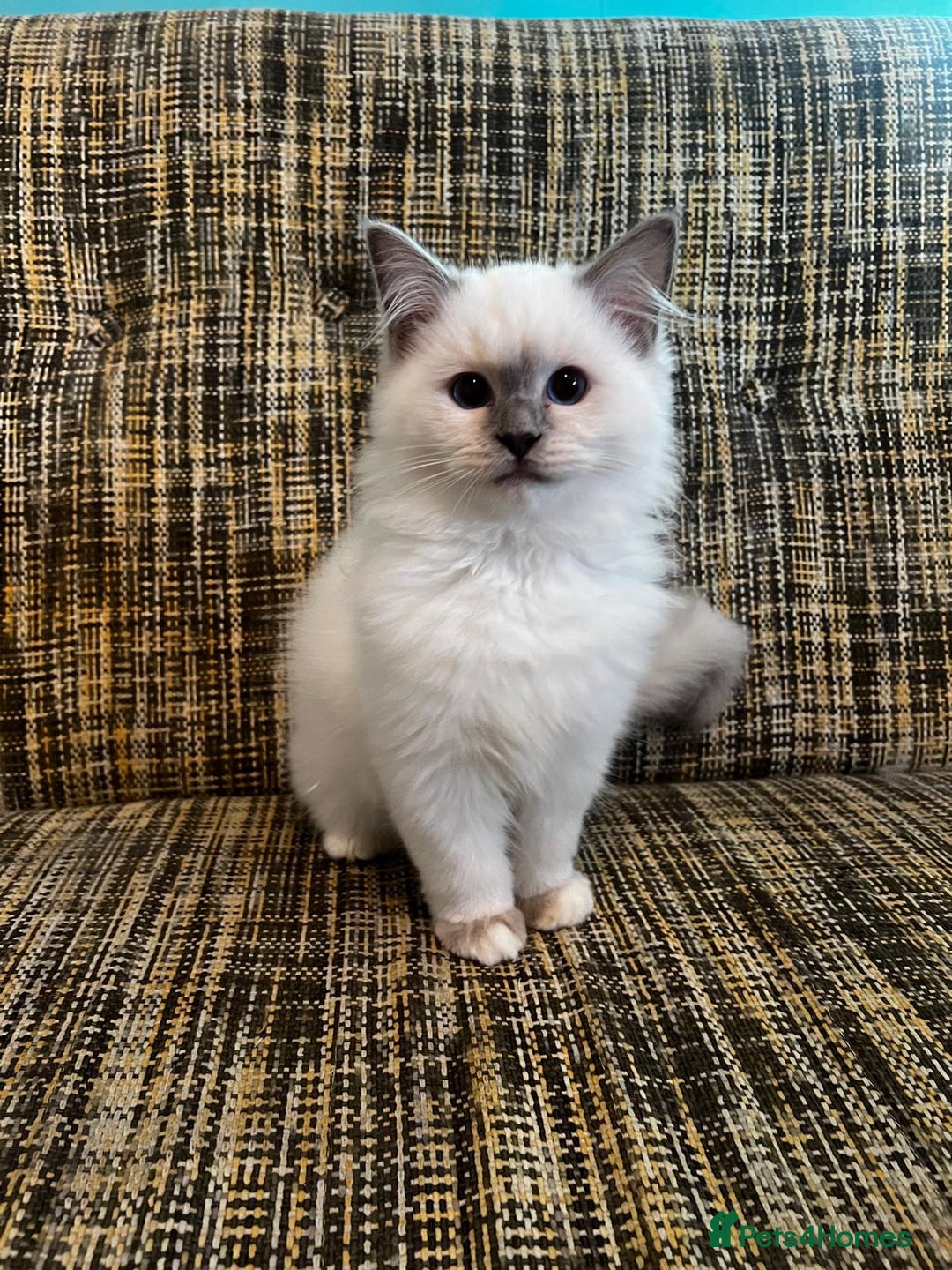 Ragdoll cats for sale: GCCF Registered Kittens*Ready to go*ONE BOY LEF* - Advert 12