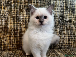 Ragdoll cats - Advert 1