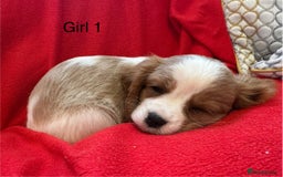 Cavalier King Charles Spaniel dogs for sale: Gorgeous Cavalier King Charles Spaniel puppies - Advert 6