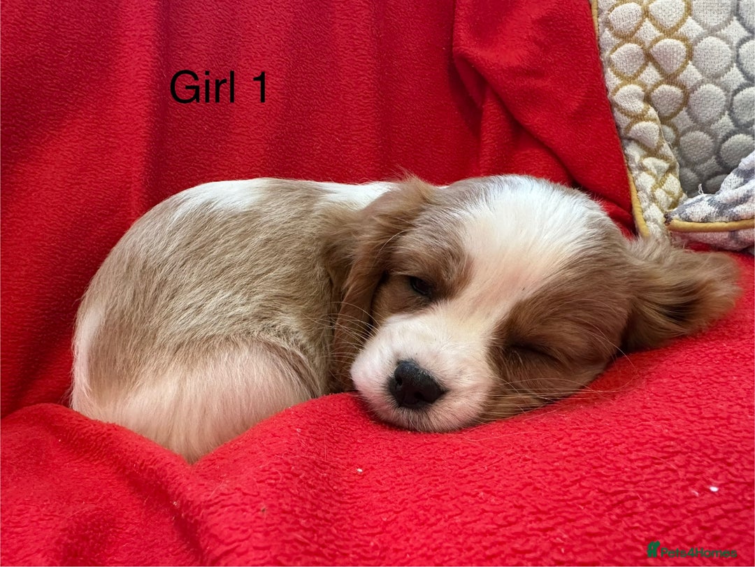 Cavalier King Charles Spaniel dogs for sale: Gorgeous Cavalier King Charles Spaniel puppies - Advert 6