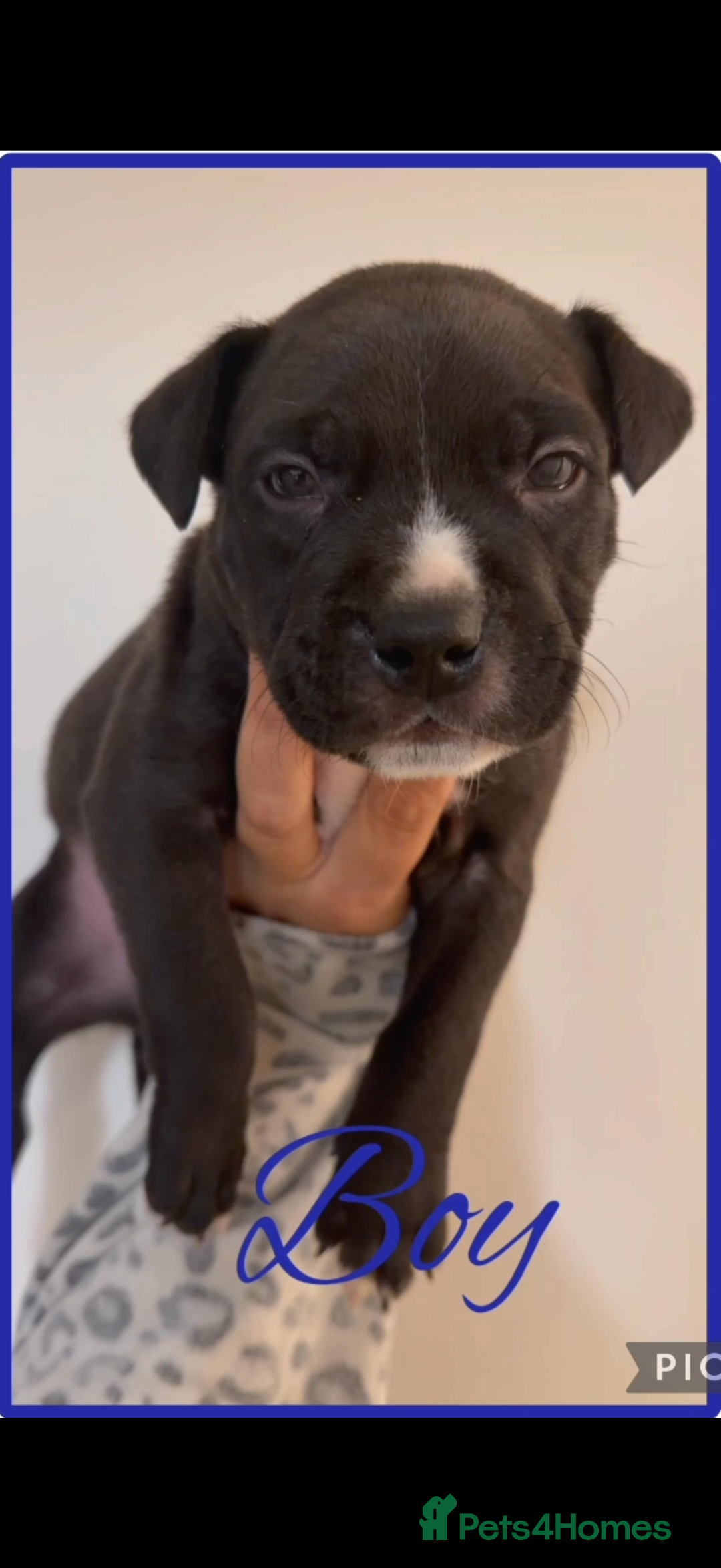 Mixed Breed dogs for sale: American staff mix  - Advert 7