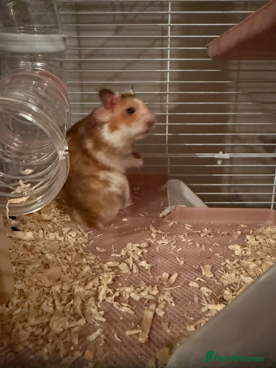 Hamster rodents for sale: Syrian Hamster/Cage x2 / Accessories  in Newton Aycliffe - Advert 1