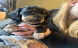 Dachshund dogs for sale: Beautiful miniature dachshund puppies - Image 13
