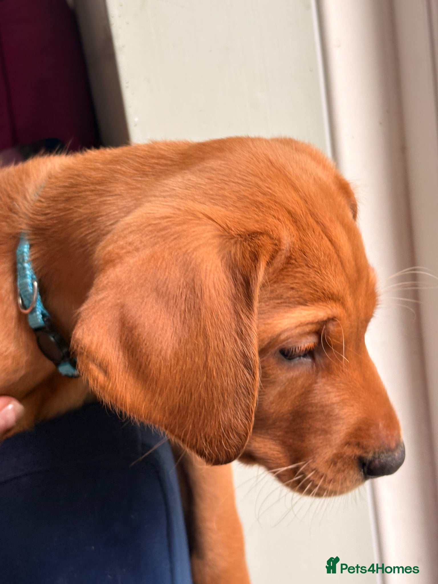Labrador Retriever dogs for sale: Stunning KC registered working lab puppies  - Advert 4