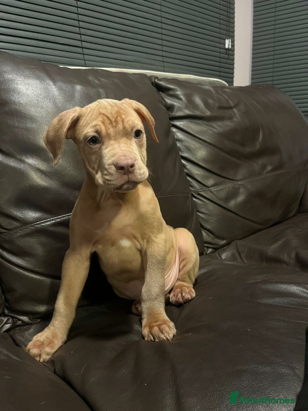 Mixed Breed dogs Boxer/staff puppies for Sale - Advert 1