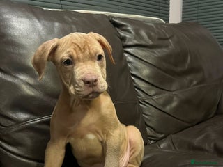 Mixed Breed dogs Boxer/staff puppies for Sale - Advert 19