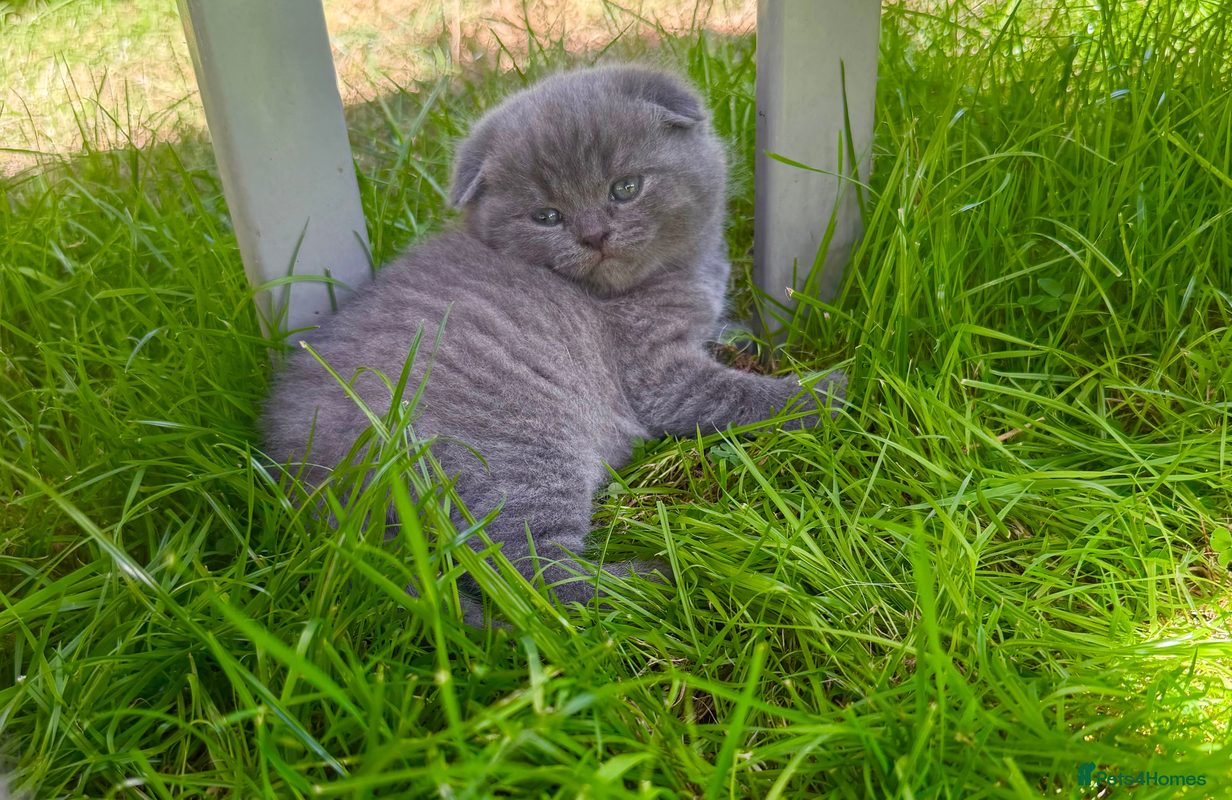 British Shorthair cats 👌❤️Reduced price ❤️❤️❤️British shorthair  - Advert 2