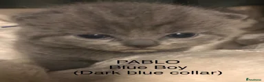 PABLO Blue Boy (Dark Blue Collar)