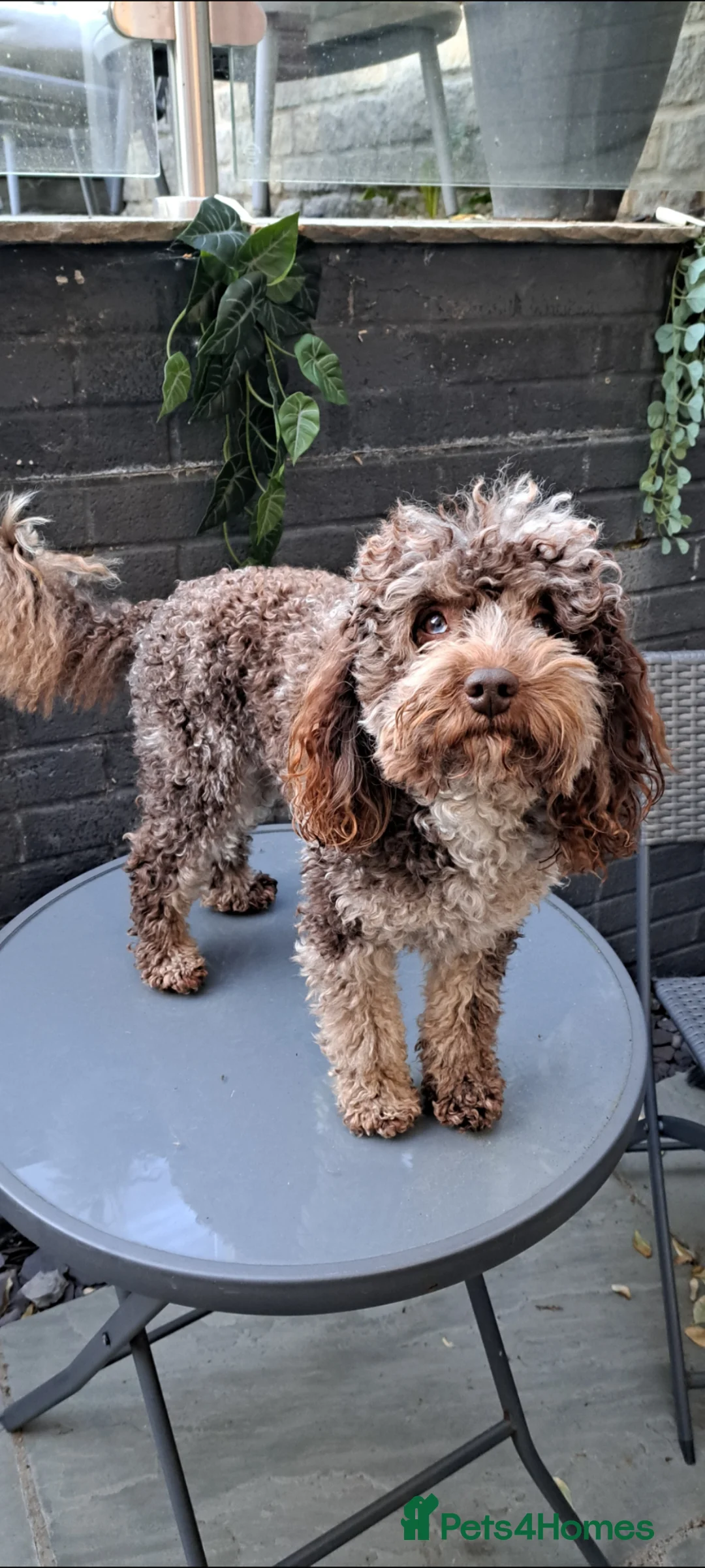 Cockapoo dogs for stud: Cockapoo stud F1b chocolate merle, health tested  - Advert 2