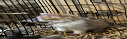 Mixed Breed cats for sale: Farm kitten - Advert 9