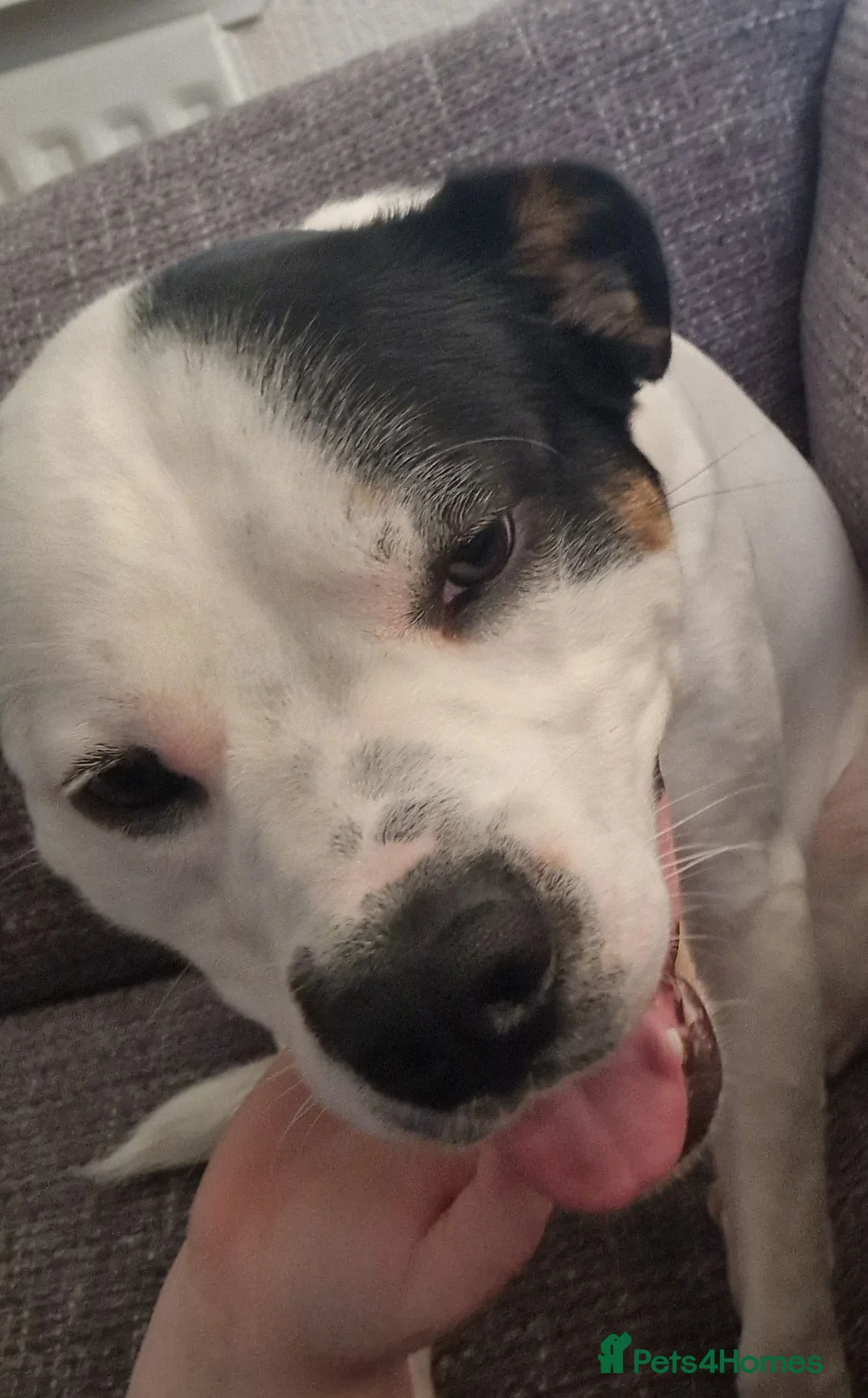 Mixed Breed dogs for sale: Male Border Collie Cross - Advert 2