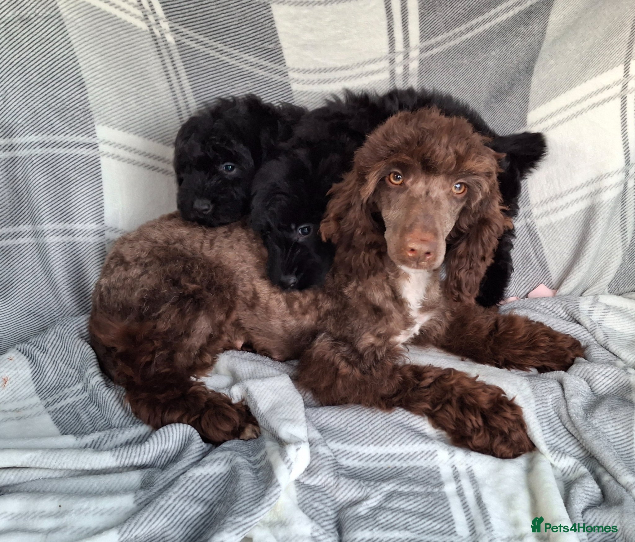 Sproodle dogs Adoreable f1b miniature sproodle puppies. - Advert 2