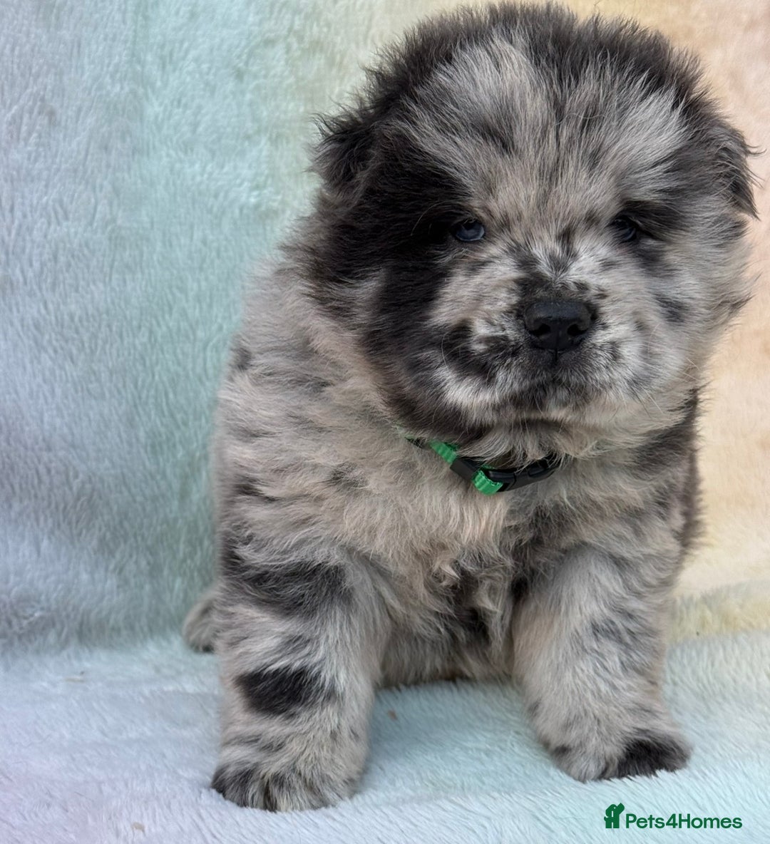 Chow Chow dogs for sale: American Blood Line Chow Chow Puppies  - Advert 18