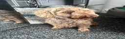 Toy Poodle dogs for sale: Chocolate phantom Toy poodle girl 3 year old  - Advert 3