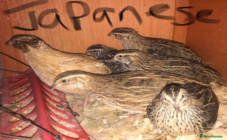 Quail poultry - Advert 1