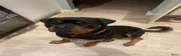 Rottweiler dogs for sale: 11 month old male rotweiller - Advert 2