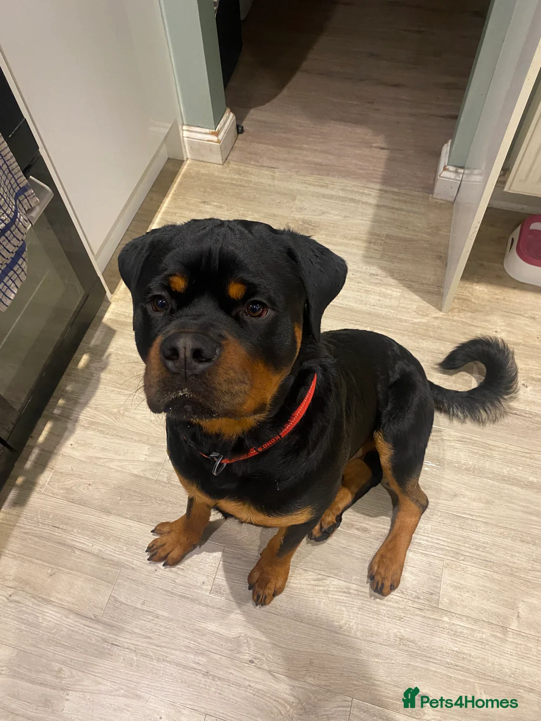 Rottweiler dogs for sale: 11 month old male rotweiller - Advert 2