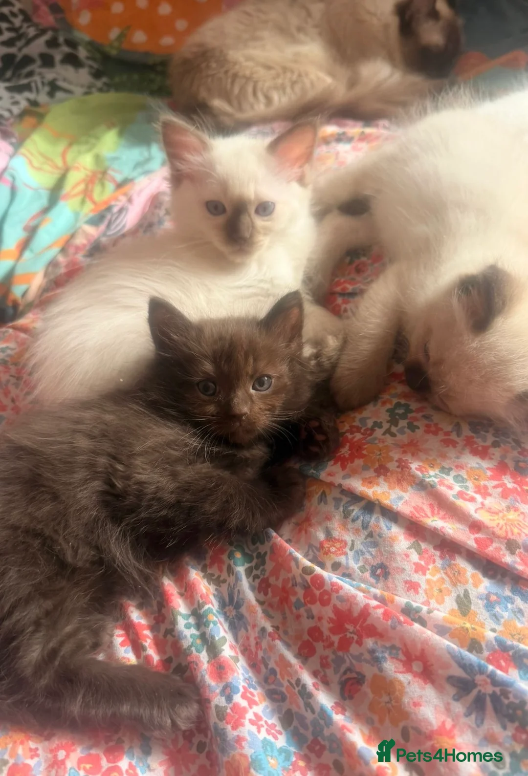 Ragdoll cats for sale: Adorable unique brown Ragdoll kitten  - Advert 2