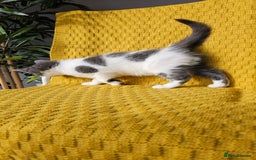 Mixed Breed cats for sale: 2 outstanding beauty girls  - Image 8