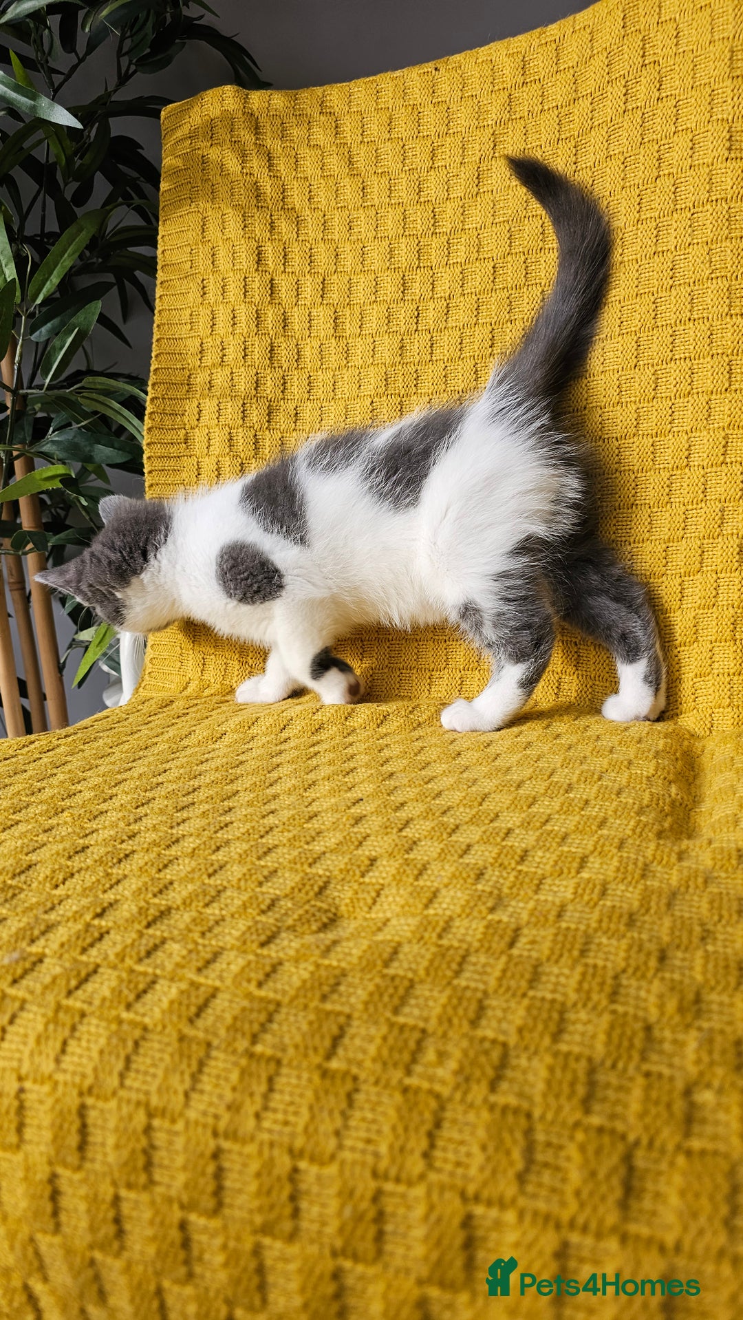 Mixed Breed cats for sale: 2 outstanding beauty girls  - Image 8