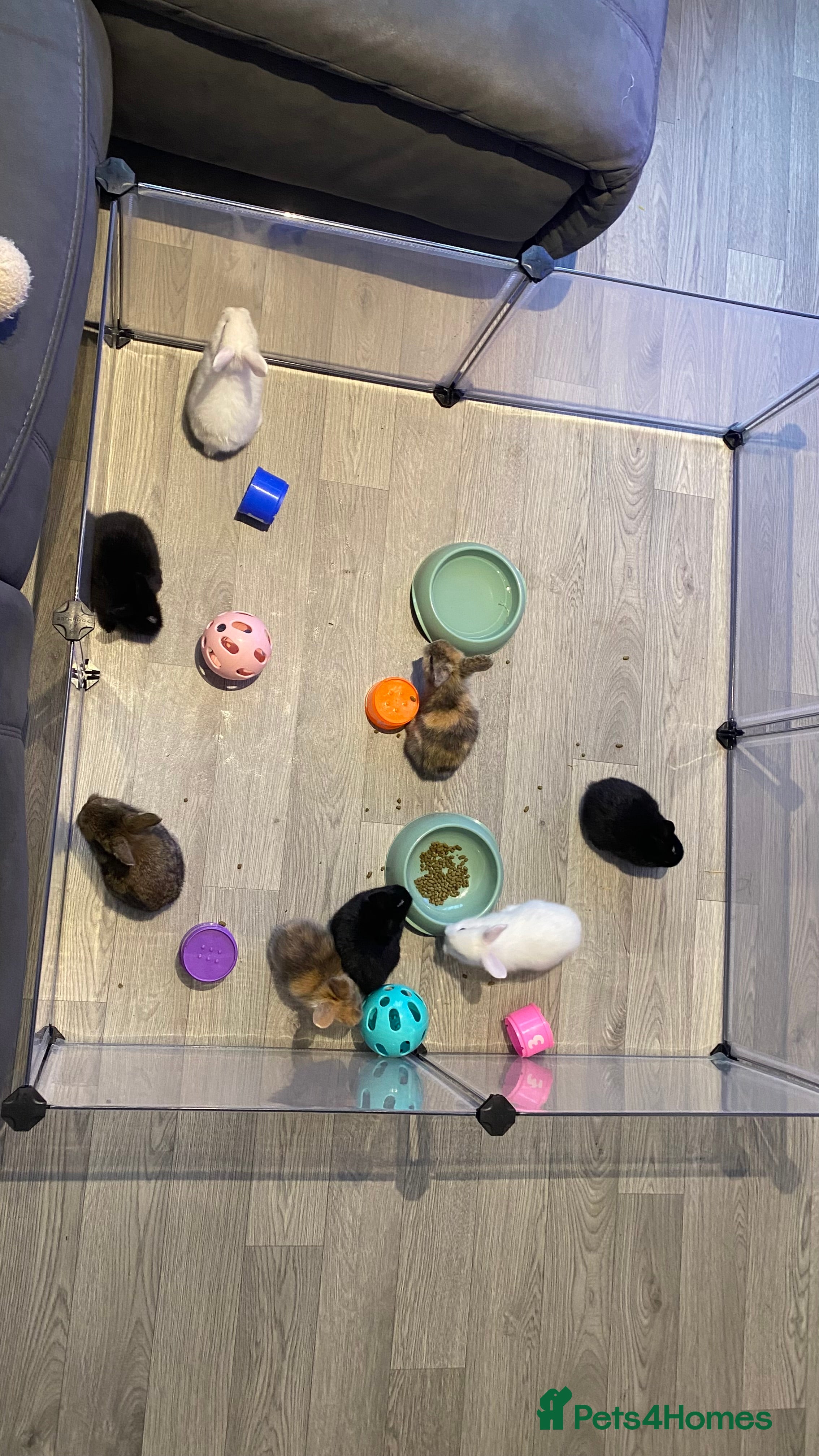 Mixed Breed rabbits 8 Bunnies for sale  - Advert 8