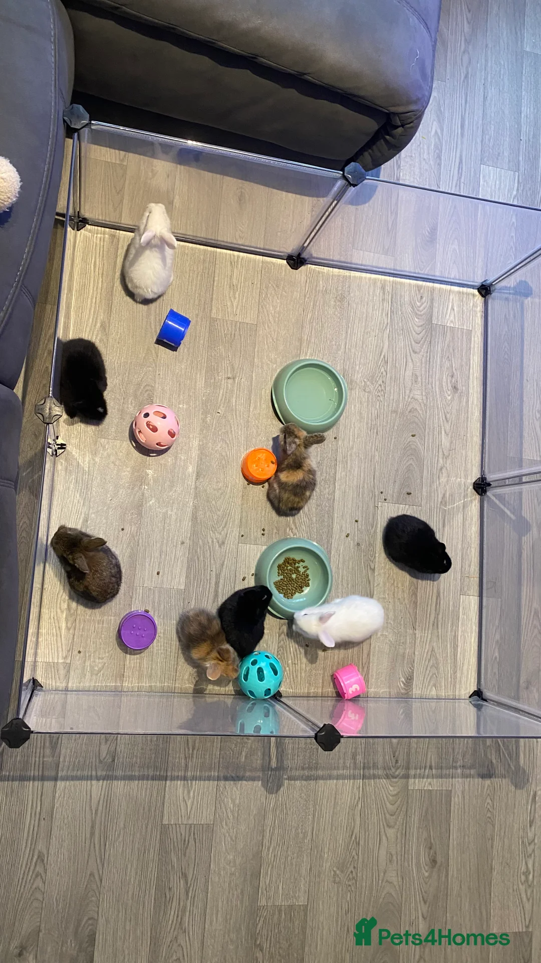 Mixed Breed rabbits for sale: 8 Bunnies for sale  - Advert 1