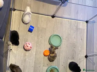 Mixed Breed rabbits 8 Bunnies for sale - Advert 7