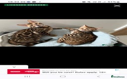 Bengal cats for sale: TICA reg STUNNING BENGAL KiTTENs - Image 4