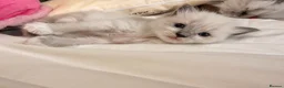 Ragdoll cats for sale:  🐾 Pure Ragdoll Kittens – The Summer Litter ☀️  - Advert 20