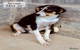 Mixed Breed dogs for adoption: Scout, 1-2 yrs old. Available for adoption  - Image 4