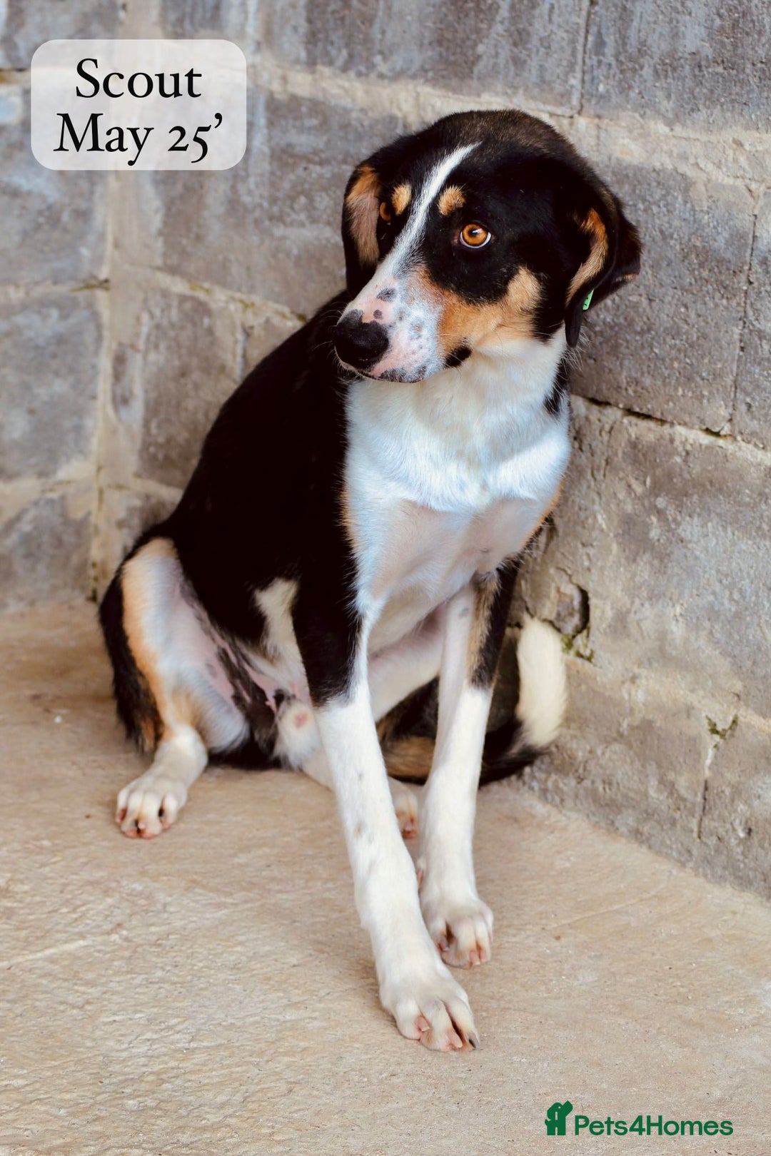 Mixed Breed dogs for adoption: Scout, 1-2 yrs old. Available for adoption  - Image 4